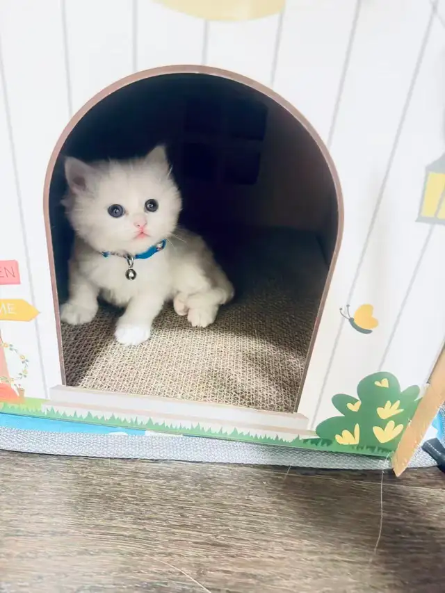 3 Adorable Male Long Hair Persian x British Short Hair Kittens - Photo 2