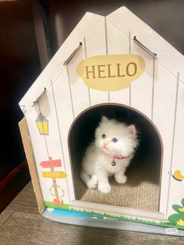 3 Adorable Male Long Hair Persian x British Short Hair Kittens - Photo 3