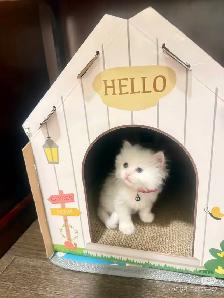 3 Adorable Male Long Hair Persian x British Short Hair Kittens - Photo 3