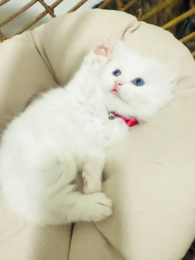 3 Adorable Male Long Hair Persian x British Short Hair Kittens - Photo 4