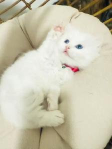 3 Adorable Male Long Hair Persian x British Short Hair Kittens - Photo 4