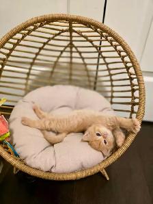 3 Adorable Male Long Hair Persian x British Short Hair Kittens - Photo 5