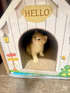 3 Adorable Male Long Hair Persian x British Short Hair Kittens - Photo 6