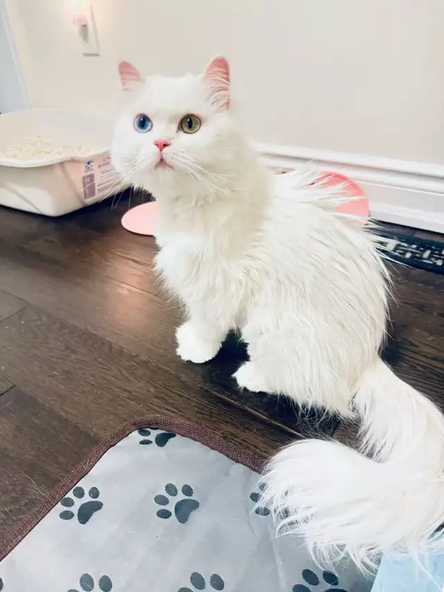 3 Adorable Male Long Hair Persian x British Short Hair Kittens - Photo 7