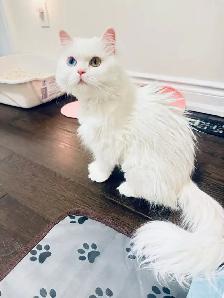 3 Adorable Male Long Hair Persian x British Short Hair Kittens - Photo 7