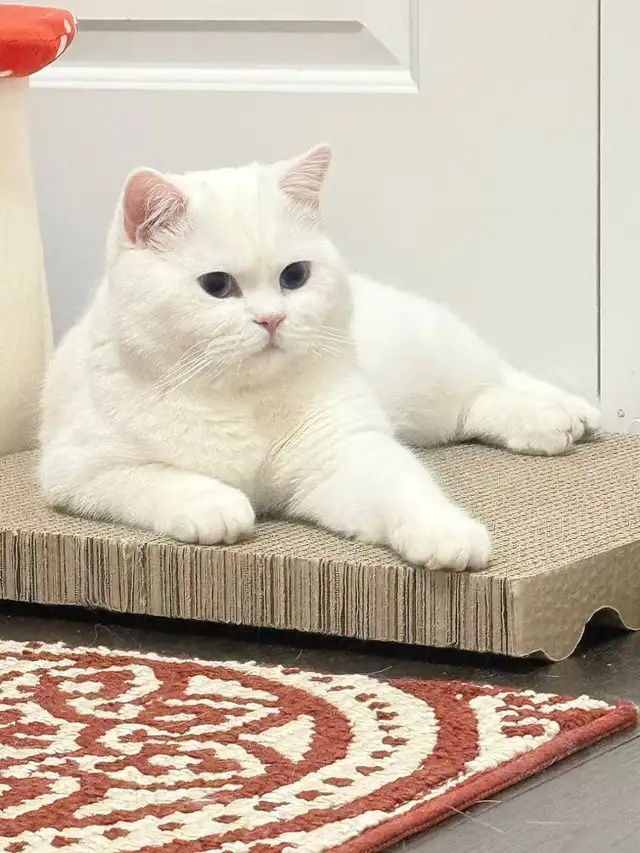3 Adorable Male Long Hair Persian x British Short Hair Kittens - Photo 8