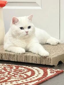 3 Adorable Male Long Hair Persian x British Short Hair Kittens - Photo 8