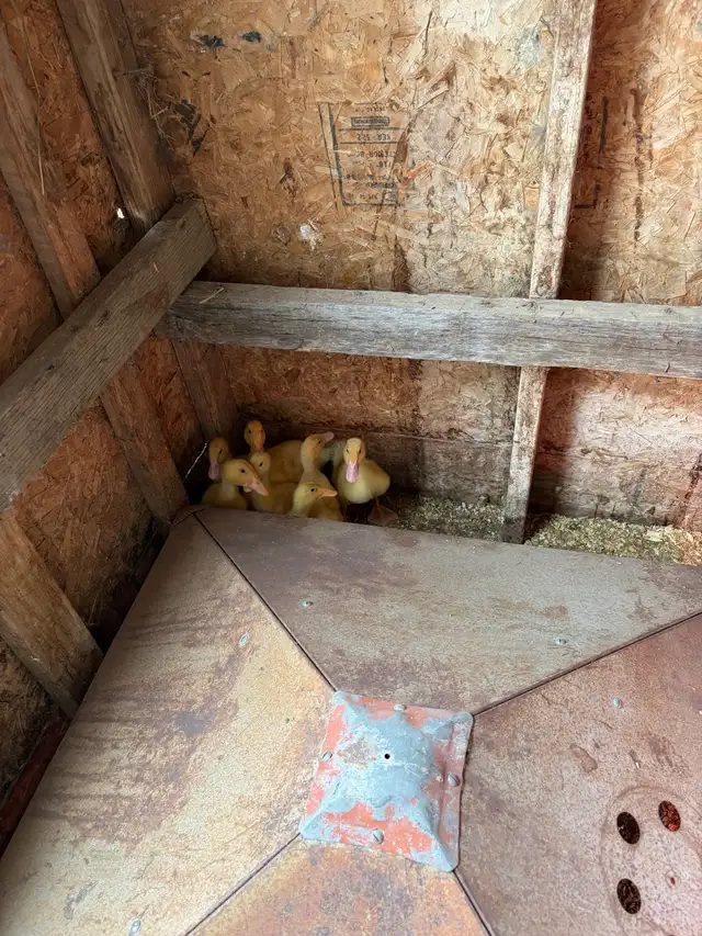 ducks & turkeys for sale
