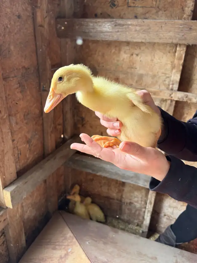 ducks & turkeys for sale - Photo 2