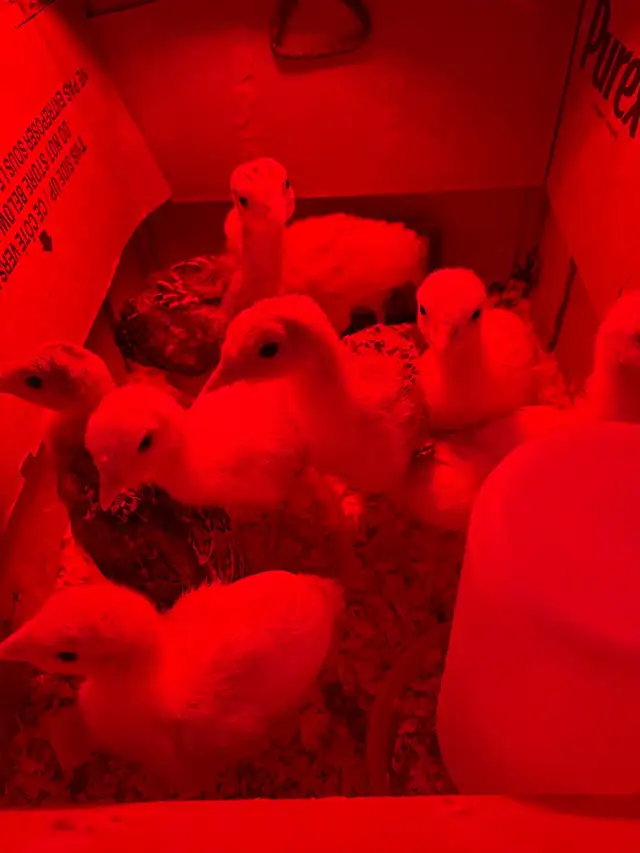 ducks & turkeys for sale - Photo 3