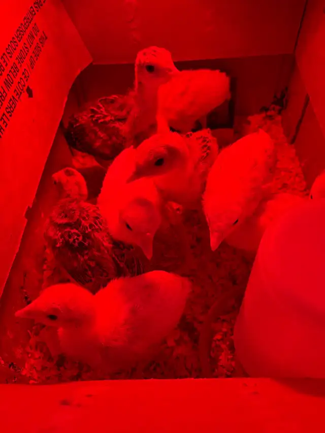 ducks & turkeys for sale - Photo 4