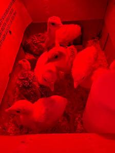 ducks & turkeys for sale - Photo 4