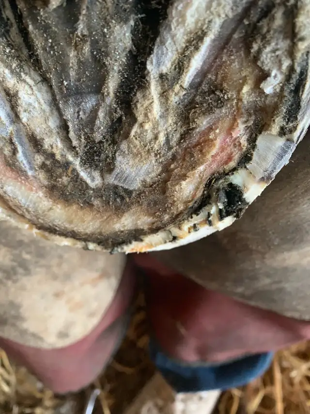 Equestrian shoe services - Photo 5