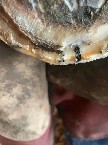 Equestrian shoe services - Photo 6