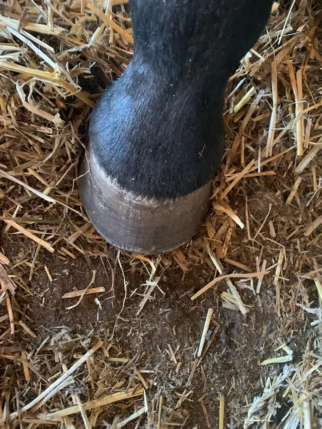 Equestrian shoe services - Photo 7