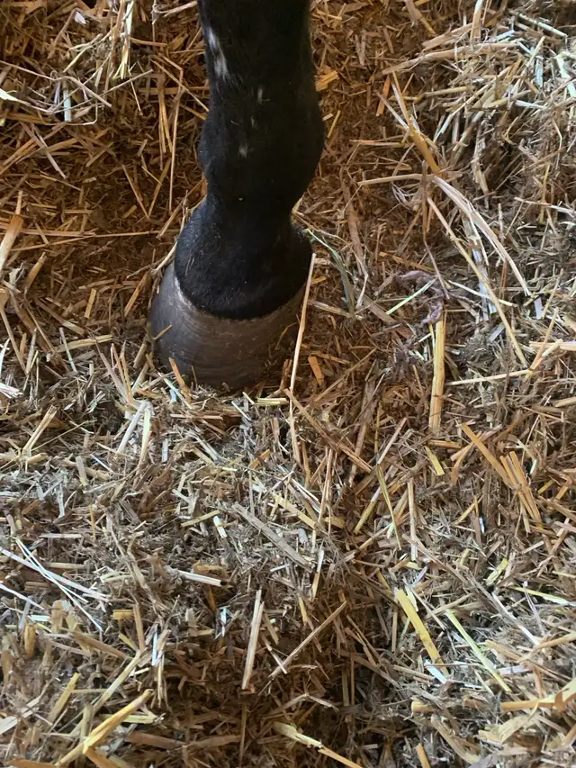 Equestrian shoe services - Photo 8