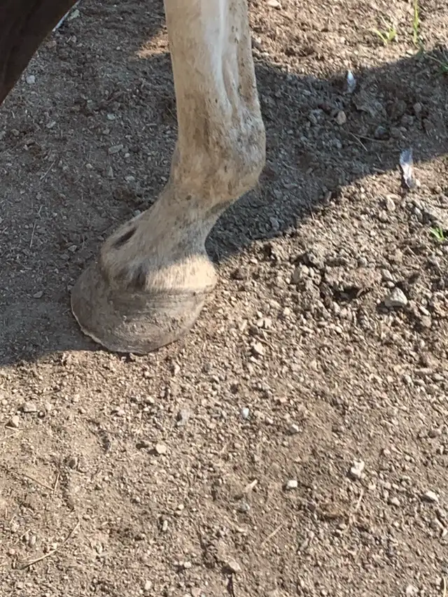Equestrian shoe services - Photo 9