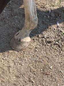 Equestrian shoe services - Photo 9
