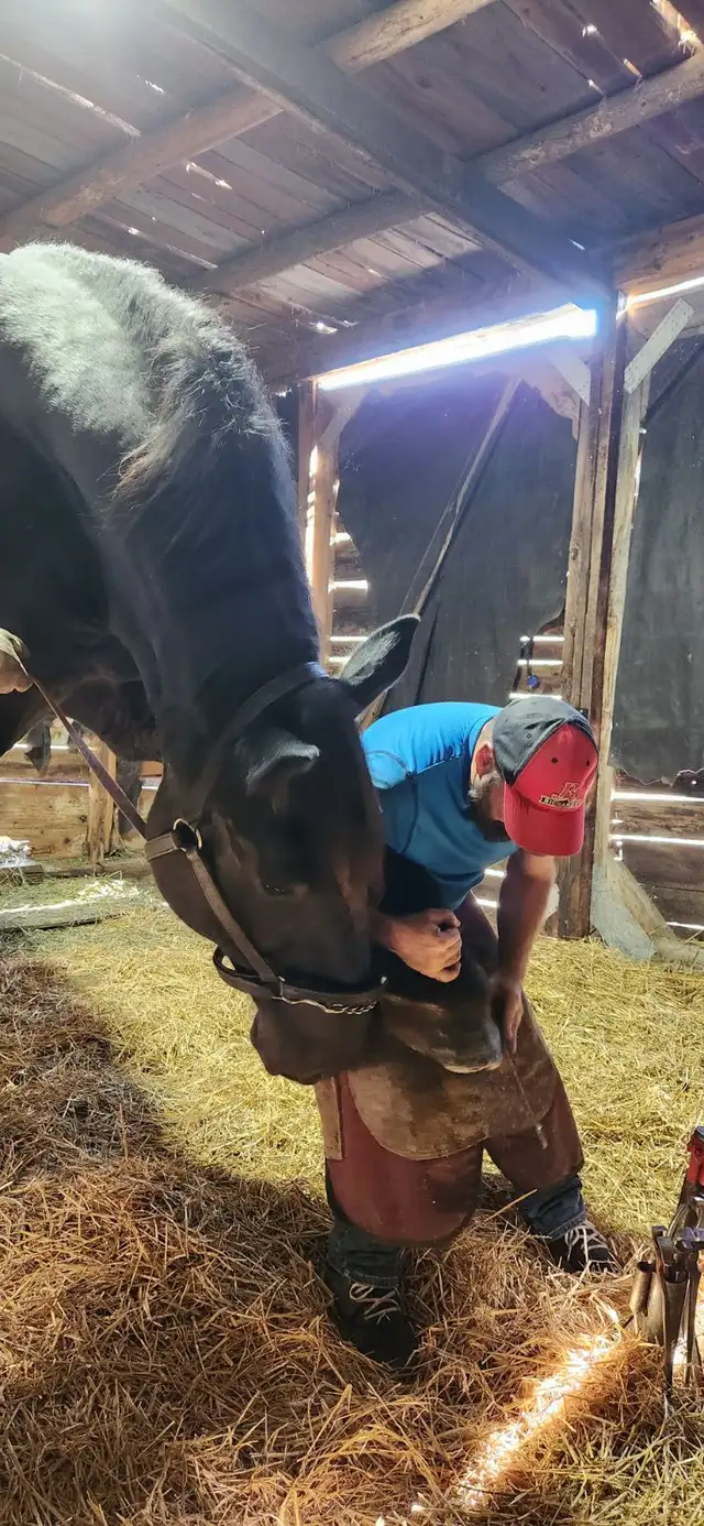 Equestrian shoe services - Photo 10