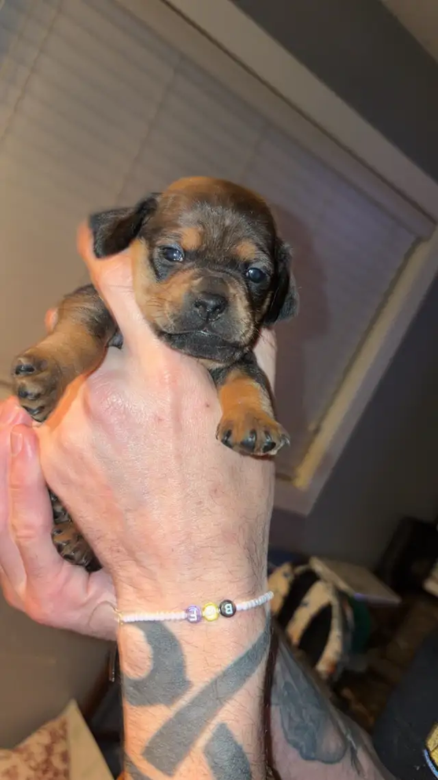 Pug and dachshund puppies!