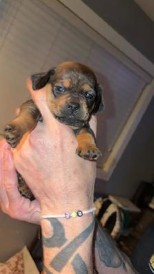 Pug and dachshund puppies!