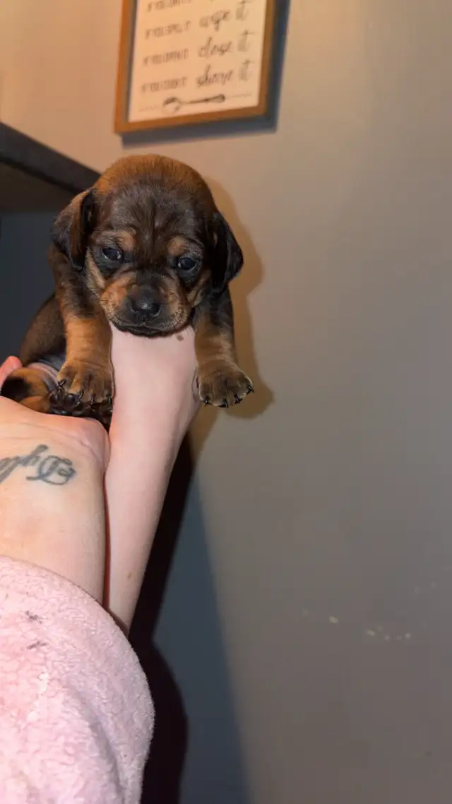 Pug and dachshund puppies! - Photo 2