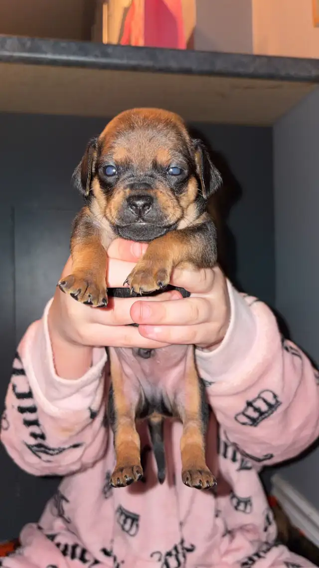 Pug and dachshund puppies! - Photo 3