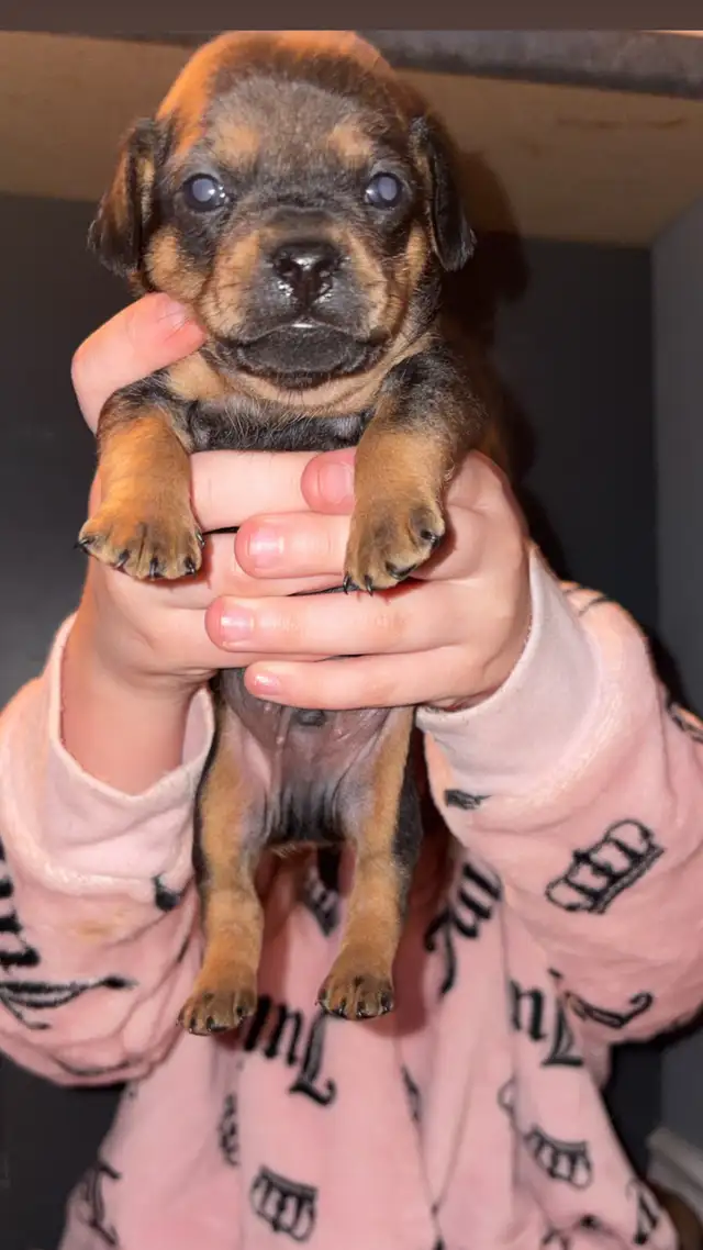 Pug and dachshund puppies! - Photo 4