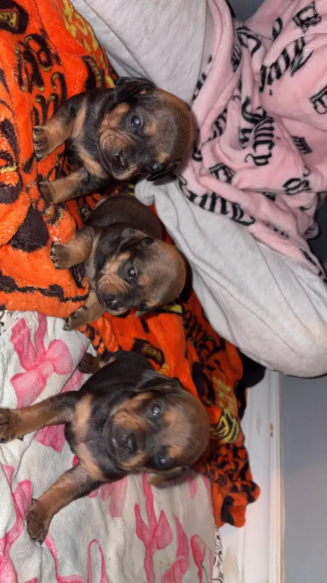 Pug and dachshund puppies! - Photo 5