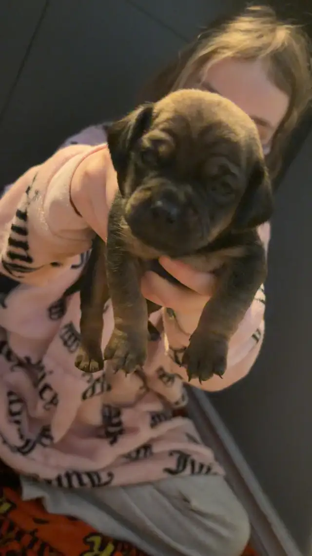 Pug and dachshund puppies! - Photo 6