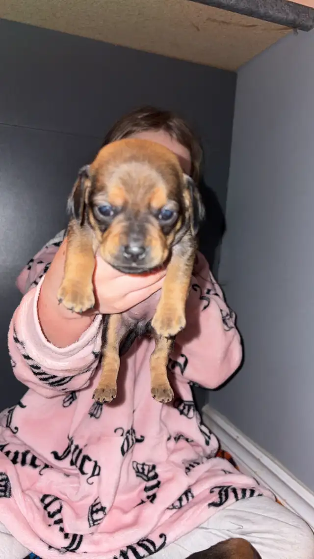 Pug and dachshund puppies! - Photo 7