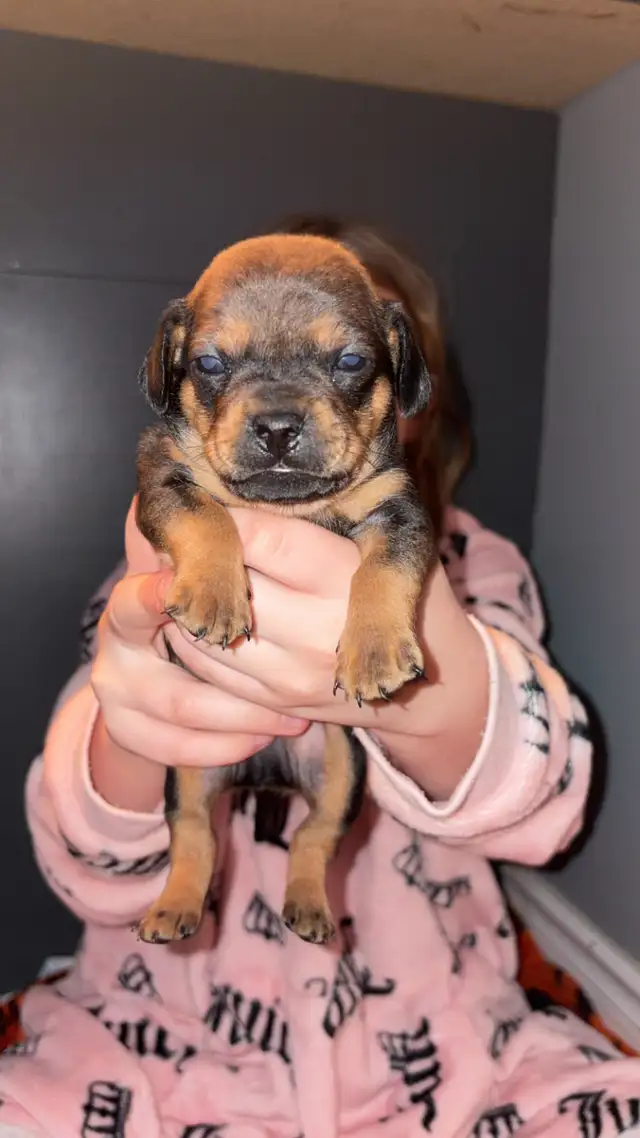 Pug and dachshund puppies! - Photo 8