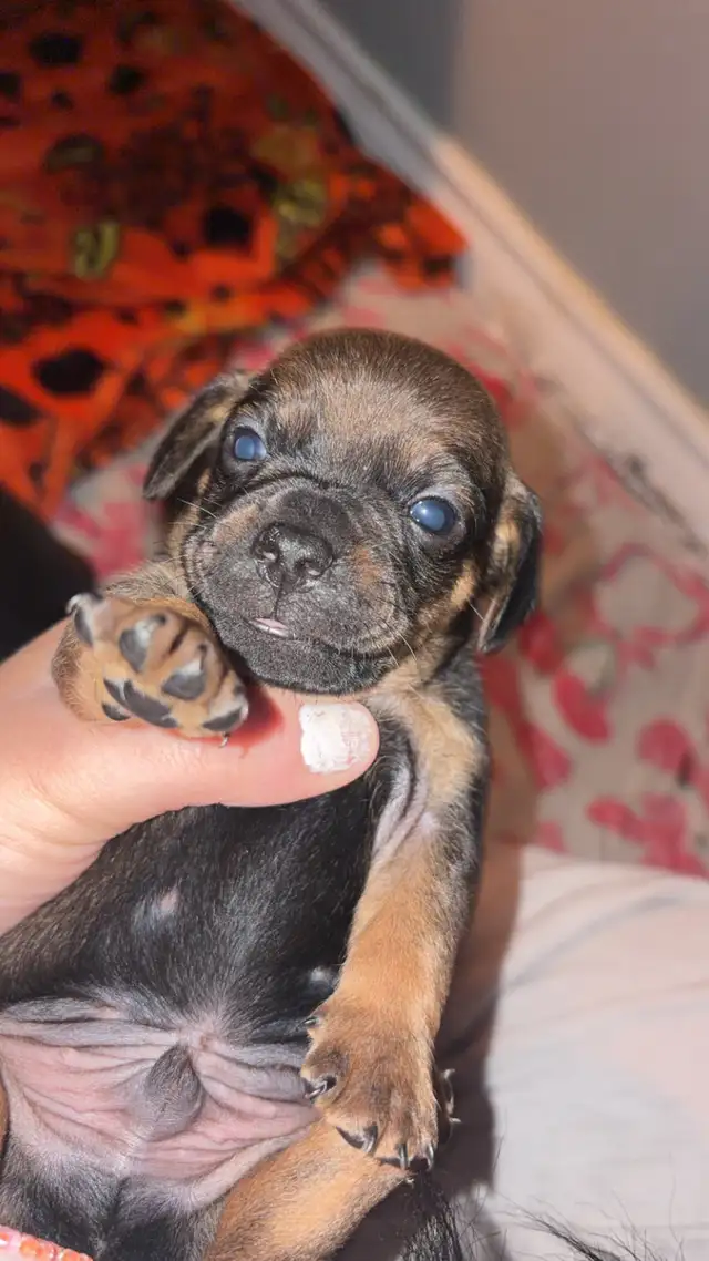 Pug and dachshund puppies! - Photo 9