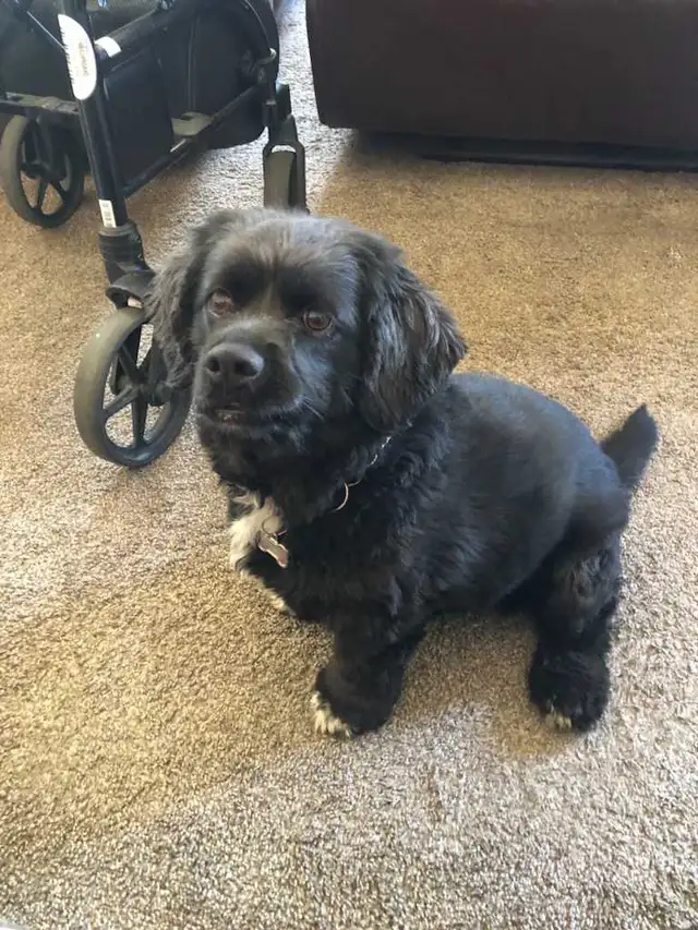 dogs need a home