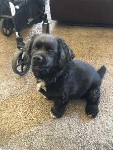 dogs need a home