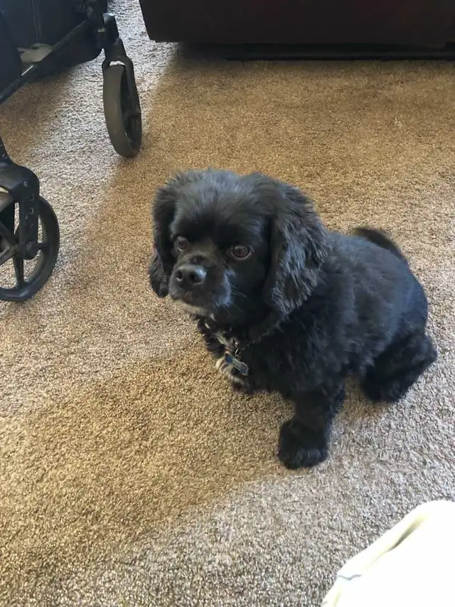 dogs need a home - Photo 2