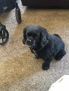 dogs need a home - Photo 2