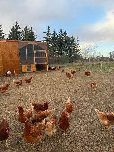 Lohman Hens just started laying