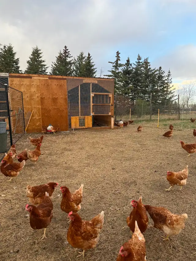 Lohman Hens just started laying - Photo 2