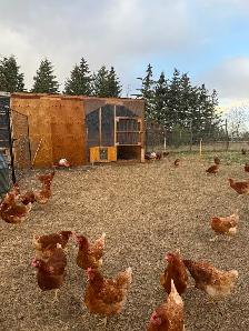 Lohman Hens just started laying - Photo 2