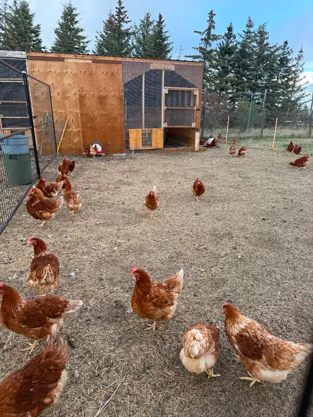 Lohman Hens just started laying - Photo 3