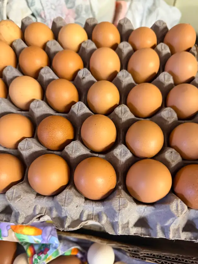 Lohman Hens just started laying - Photo 4