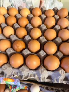 Lohman Hens just started laying - Photo 4