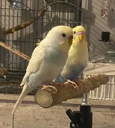 2 Young Budgies for Rehoming