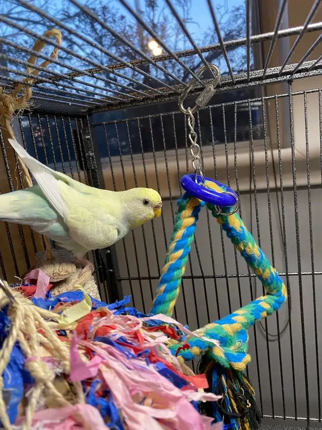 2 Young Budgies for Rehoming - Photo 2