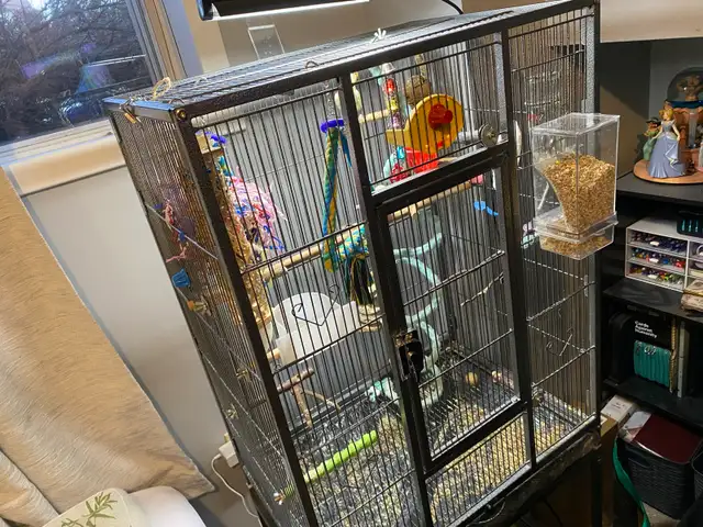 2 Young Budgies for Rehoming - Photo 5
