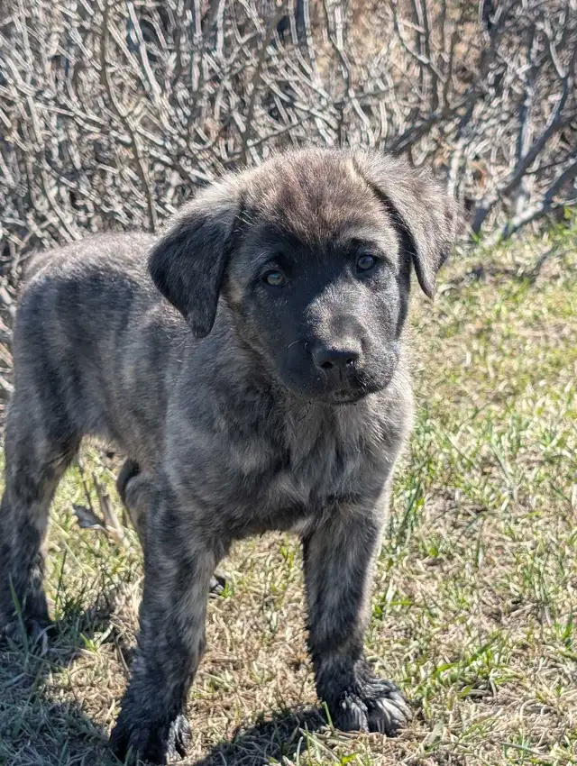 Livestock Guardian Puppies