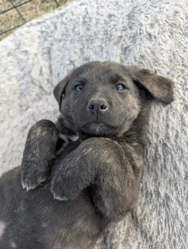 Livestock Guardian Puppies - Photo 2