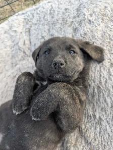 Livestock Guardian Puppies - Photo 2