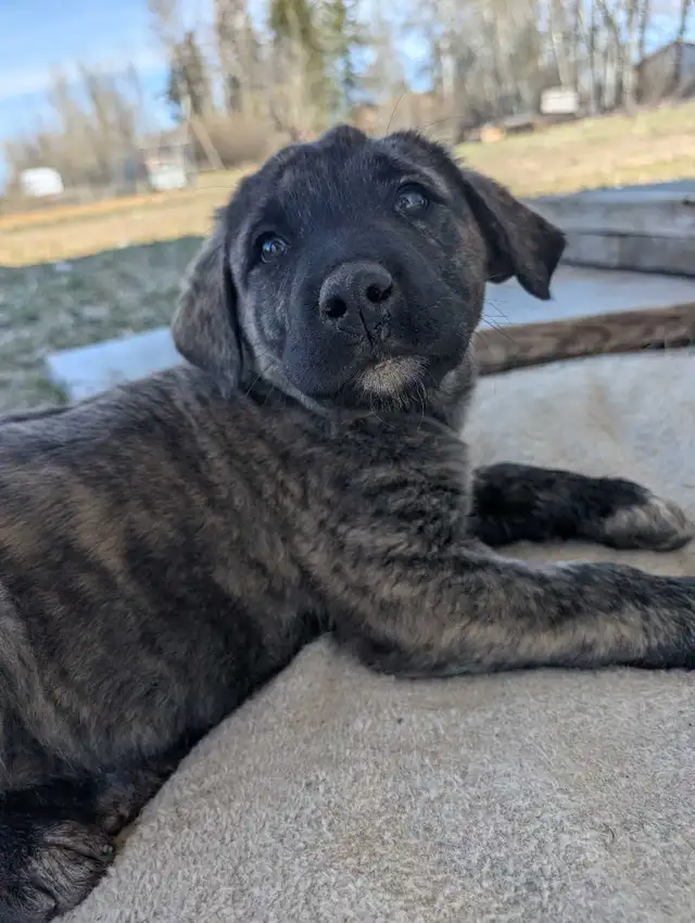 Livestock Guardian Puppies - Photo 3